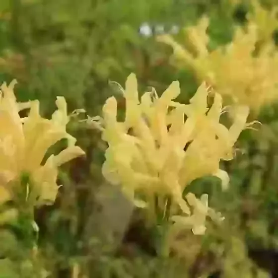 Tecoma Capensis Yellow Flowers Cape Honeysuckle 